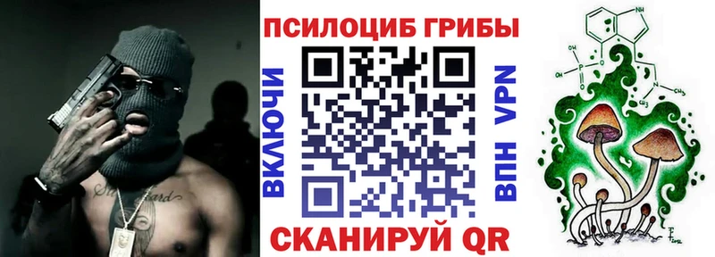 Купить  Суджа  Галлюциногенные грибы Psilocybe 